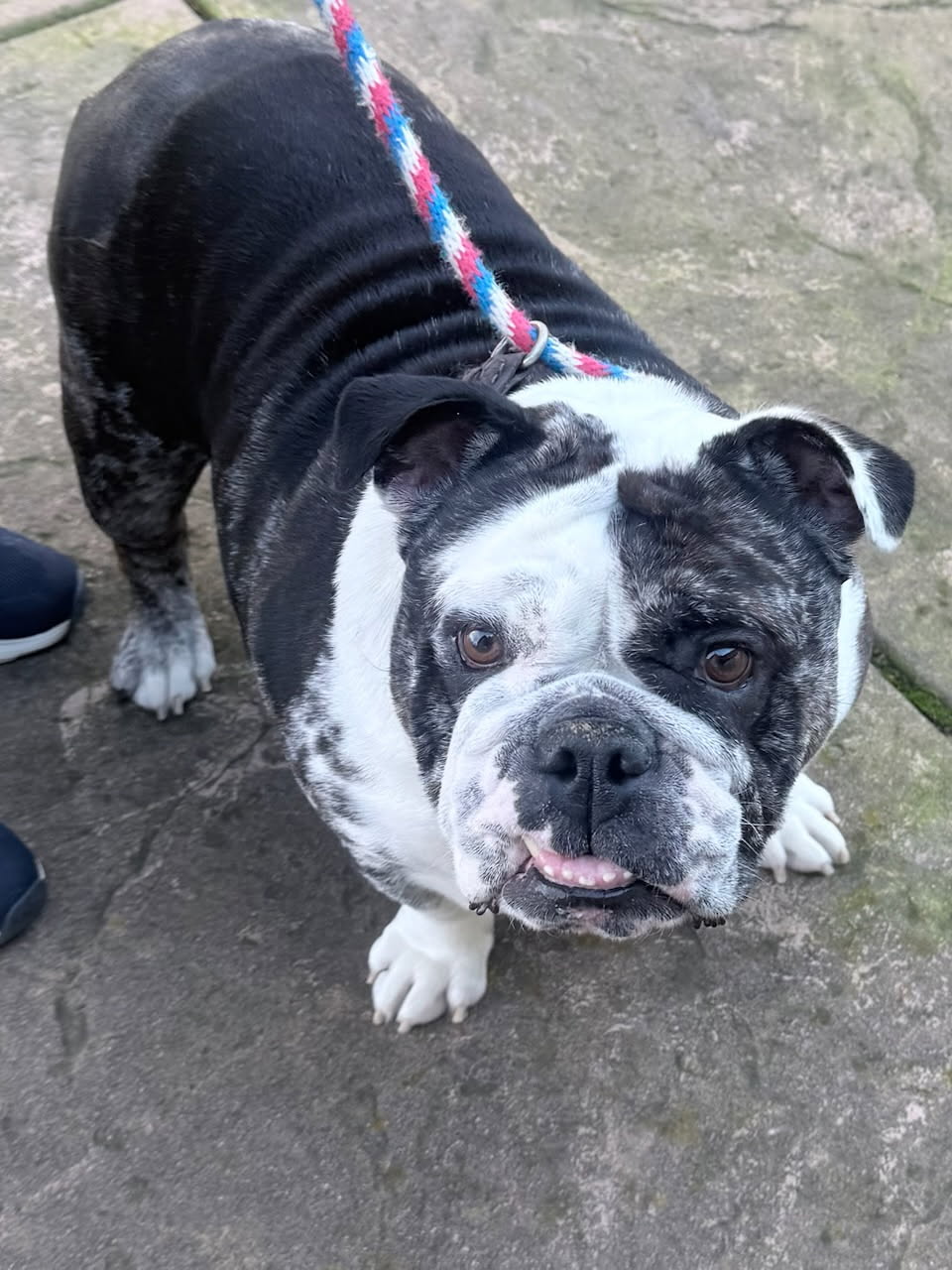 Dixie English Bulldog