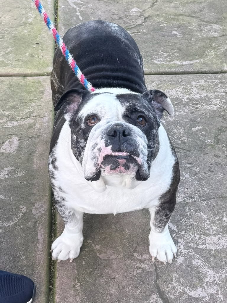 Dixie English Bulldog