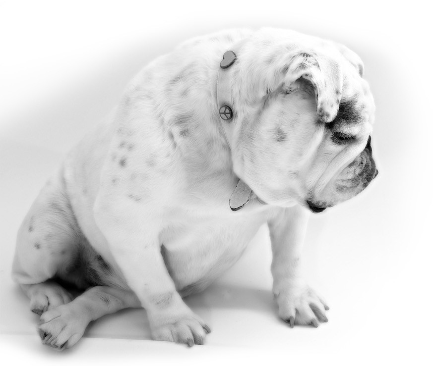 English Bulldog