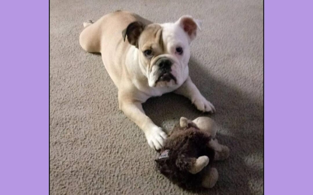 Malibu English Bulldog