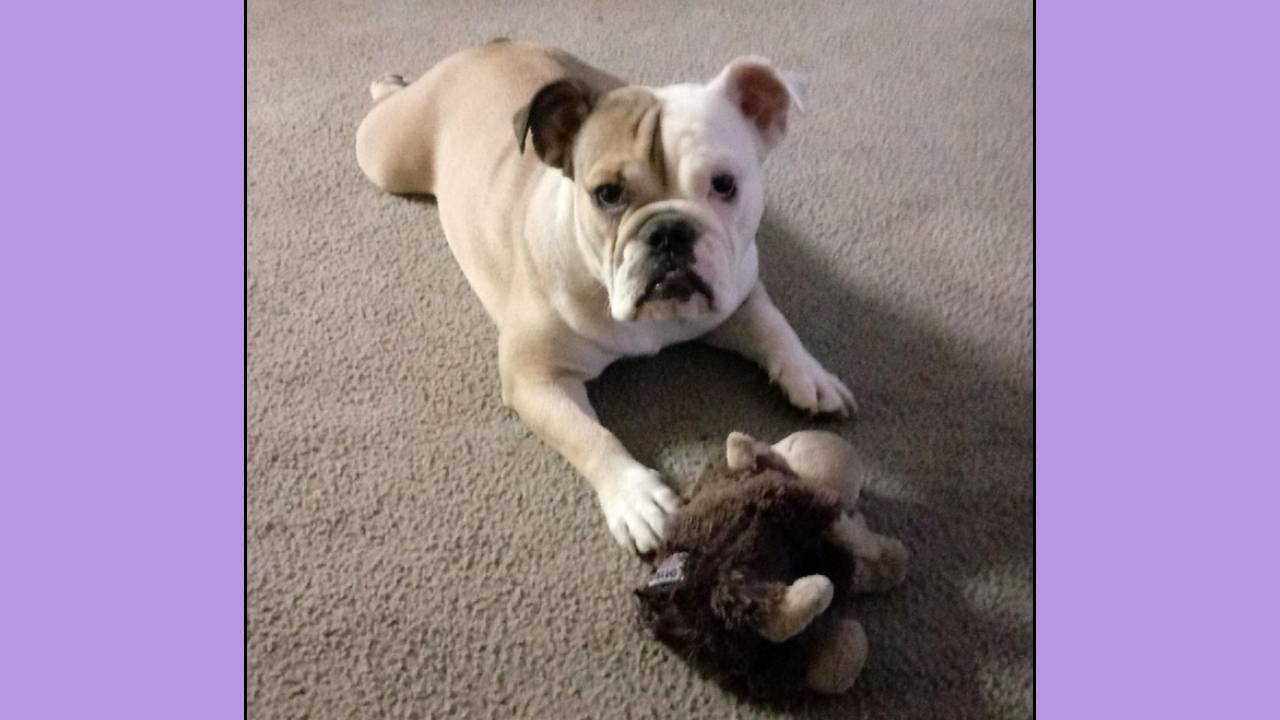 Malibu English Bulldog