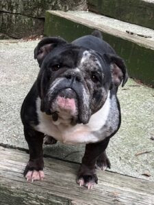 Monica English Bulldog