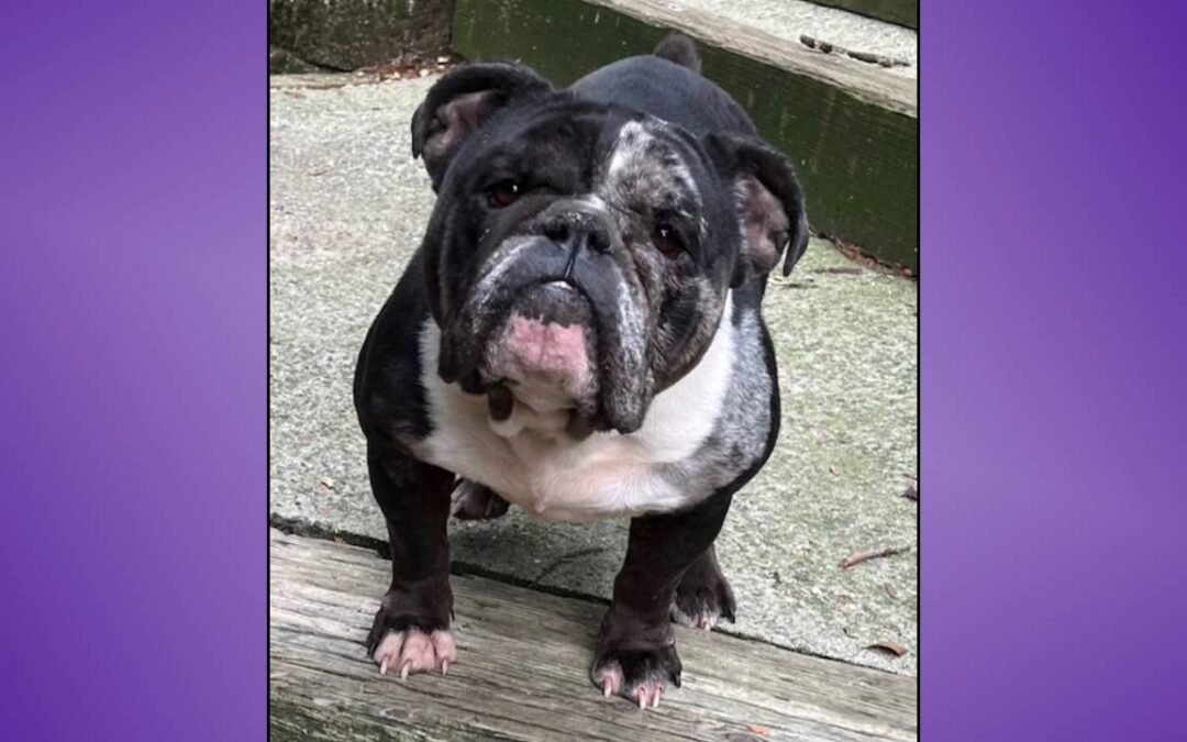 Monica English Bulldog