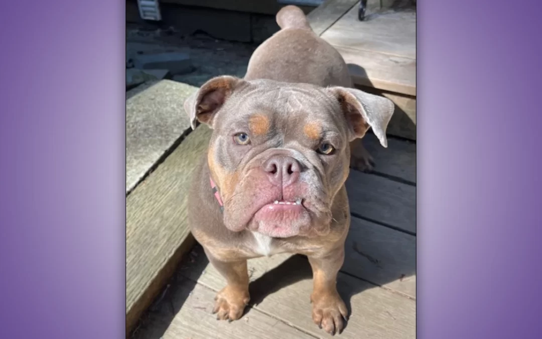 Carti the English Bulldog needs a new home.