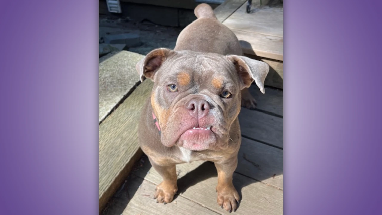 Carti the English Bulldog needs a new home.