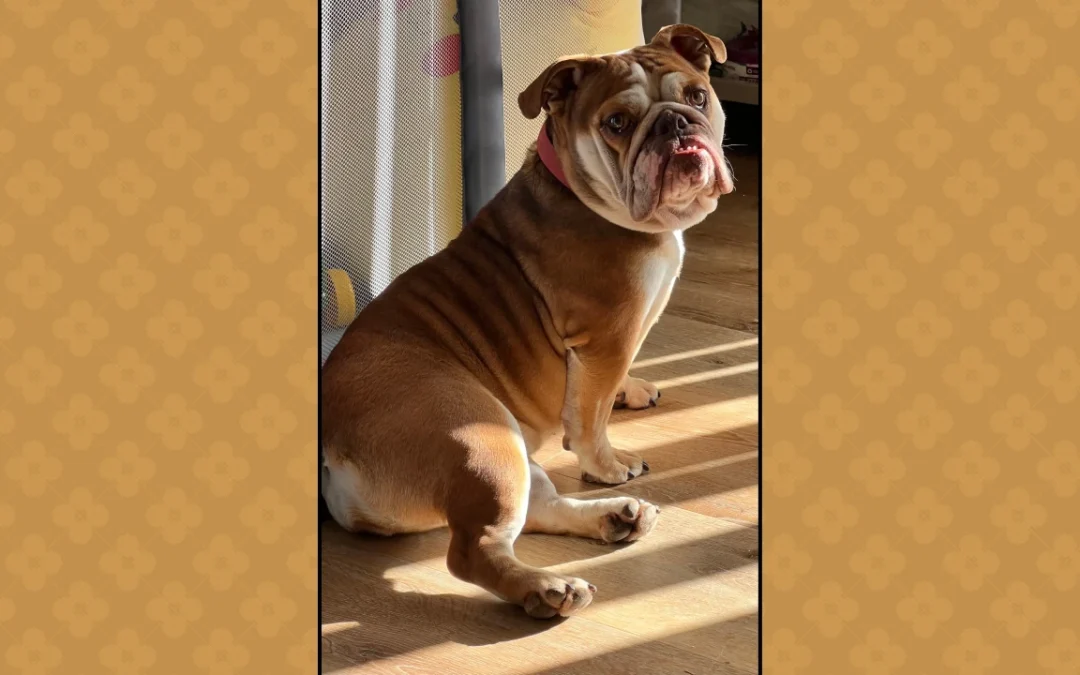 Chata English Bulldog featured