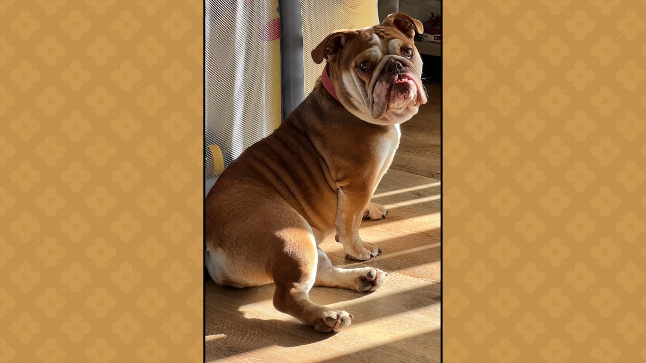 Chata English Bulldog featured