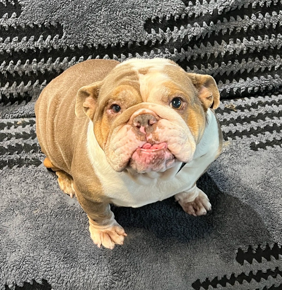 Petunia English Bulldog 1 Petunia English Bulldog