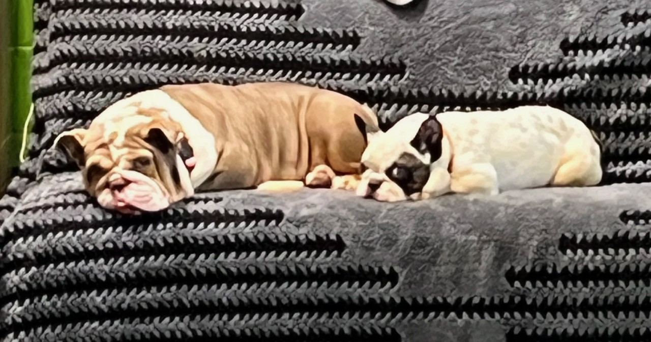 Petunia English Bulldog 2 Petunia English Bulldog