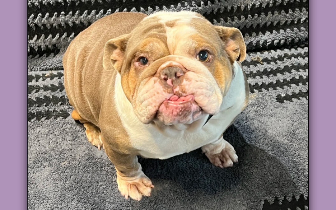 Petunia English Bulldog