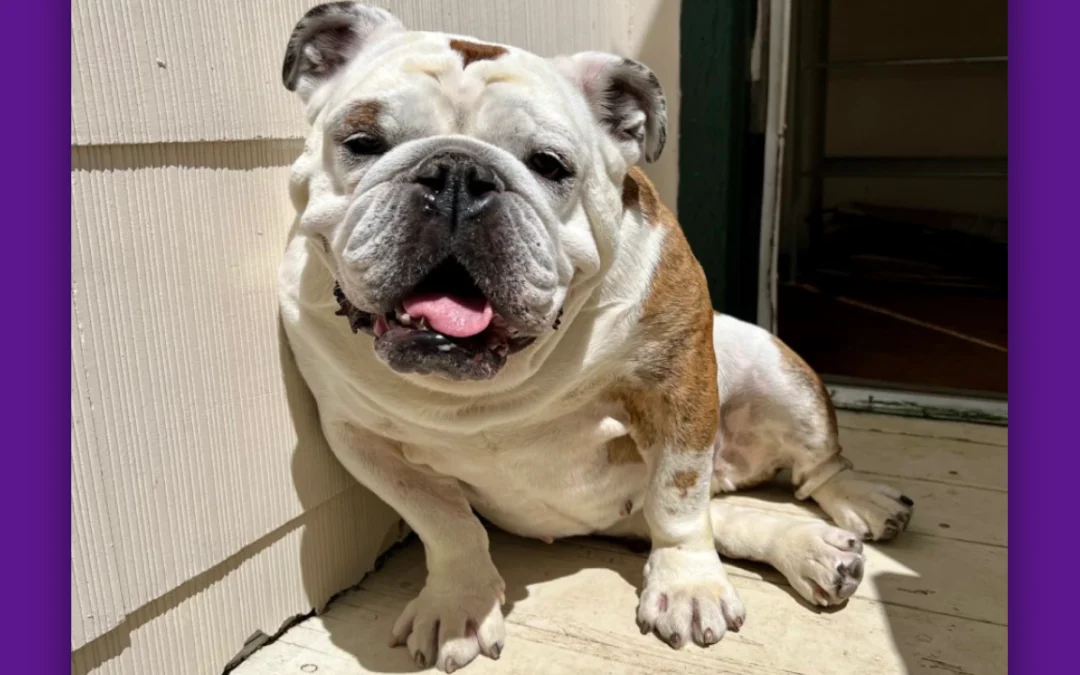 Birdie English Bulldog
