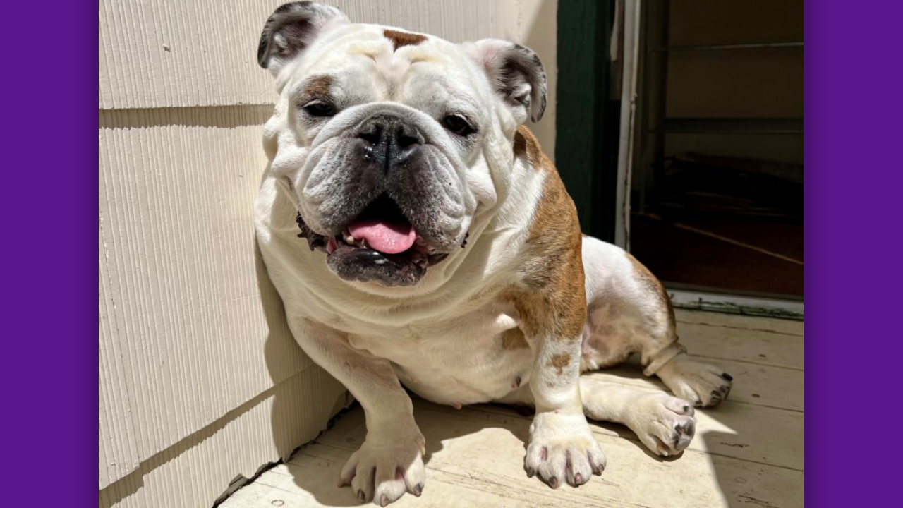 Birdie English Bulldog