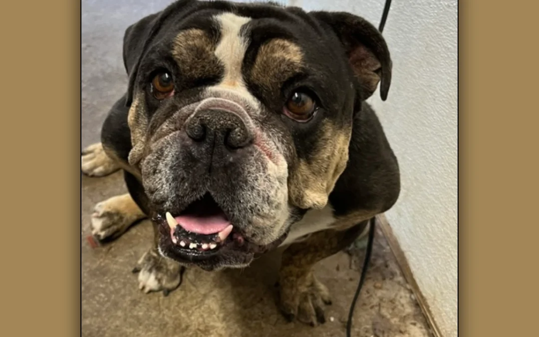 Calvin English Bulldog