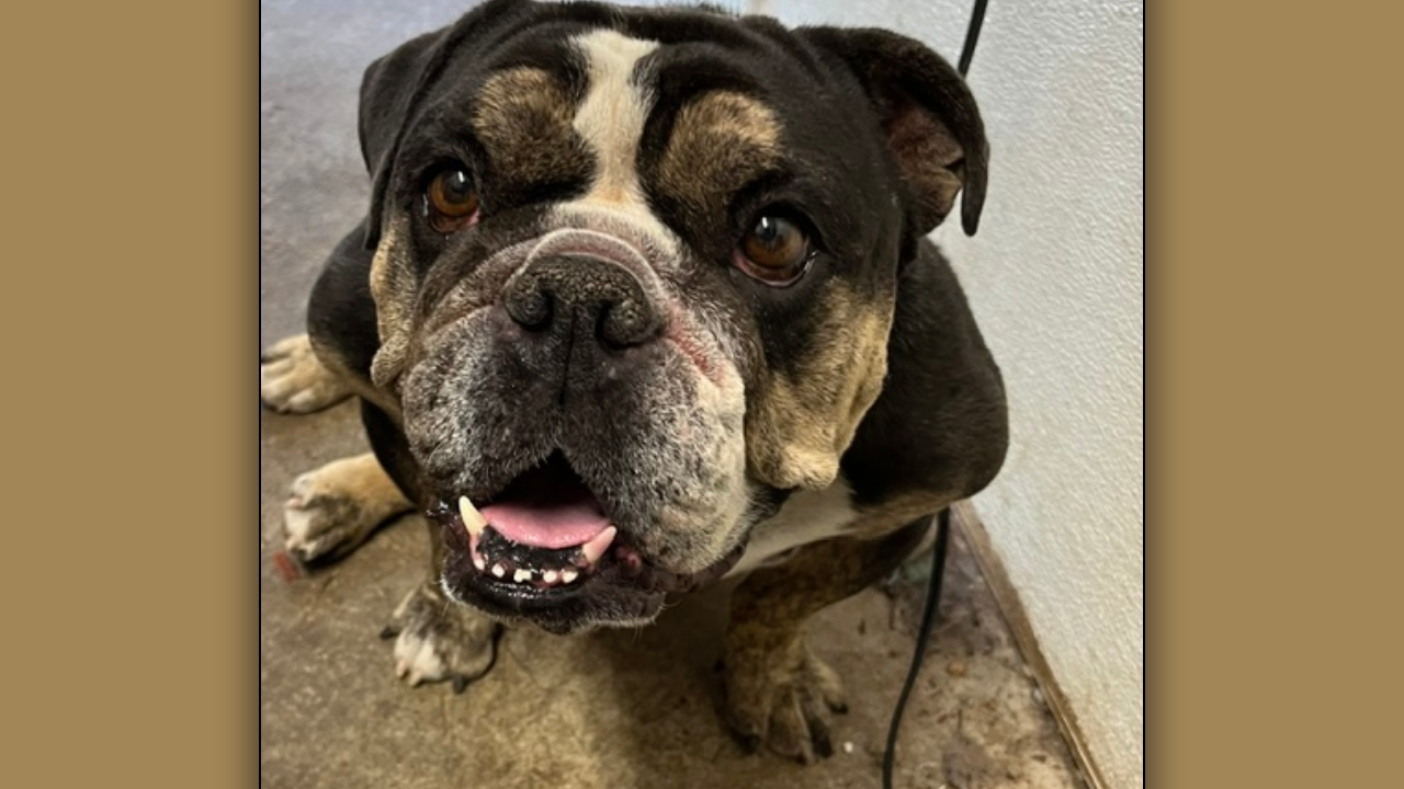Calvin English Bulldog