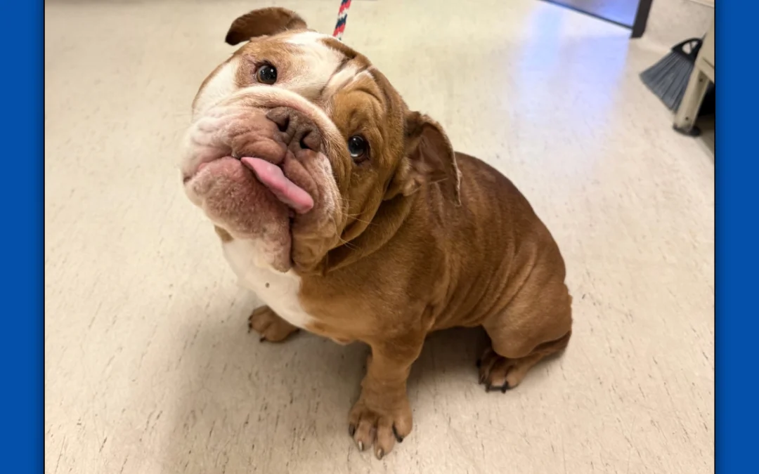 Blu English Bulldog