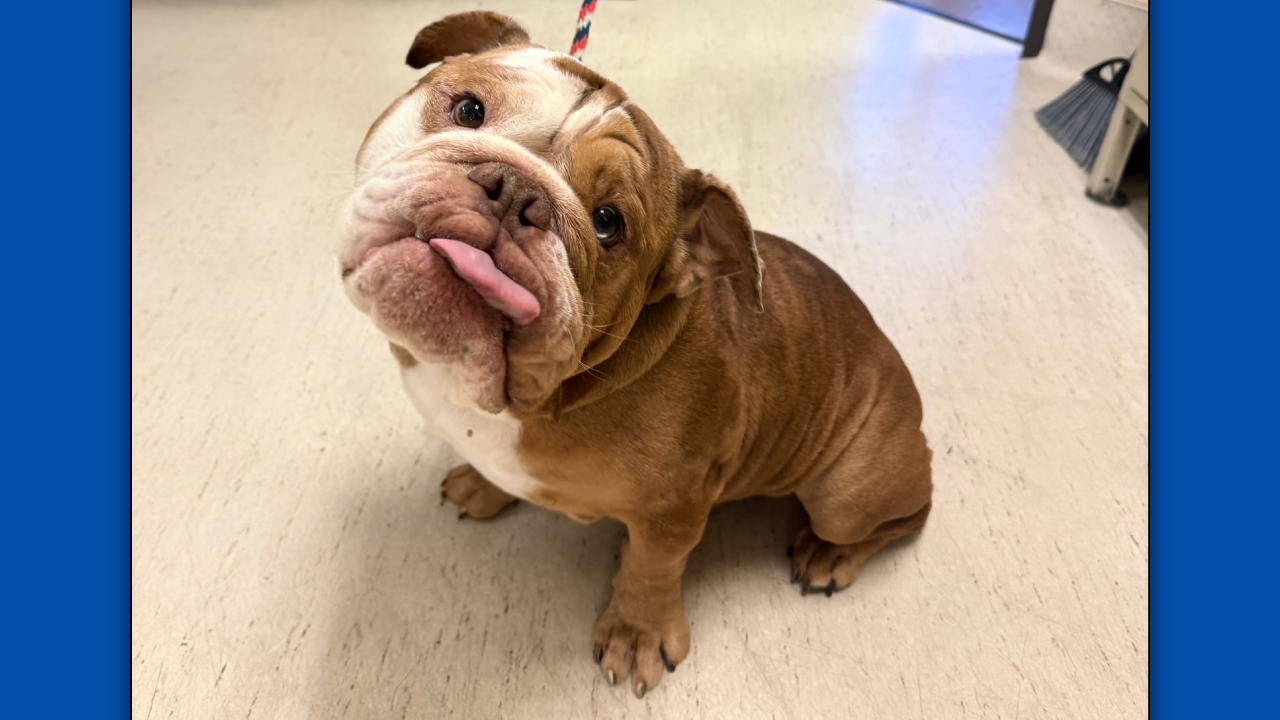Blu English Bulldog