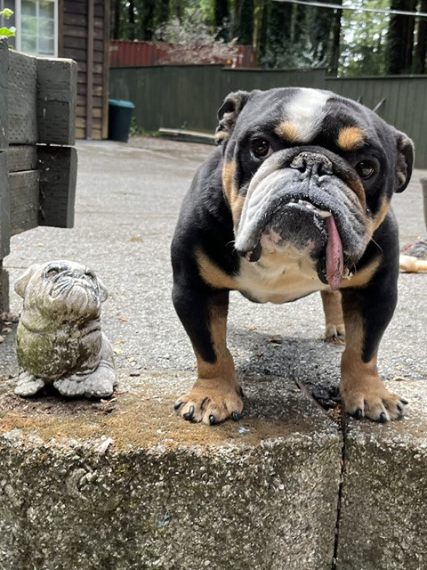 Poncho English Bulldog 1 Poncho English Bulldog