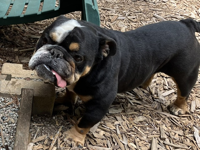 Poncho English Bulldog 2 Poncho English Bulldog