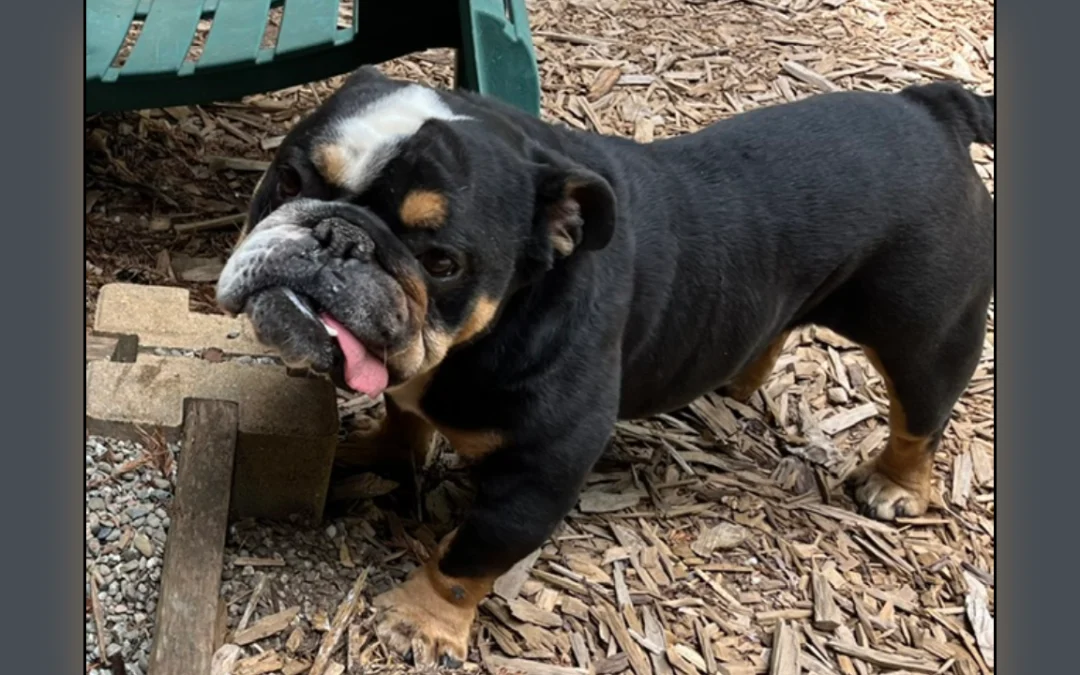 Poncho English Bulldog