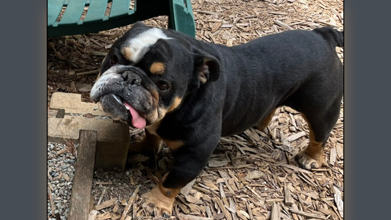 Poncho English Bulldog