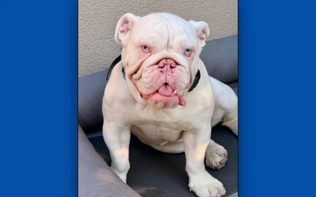 Sherman English Bulldog
