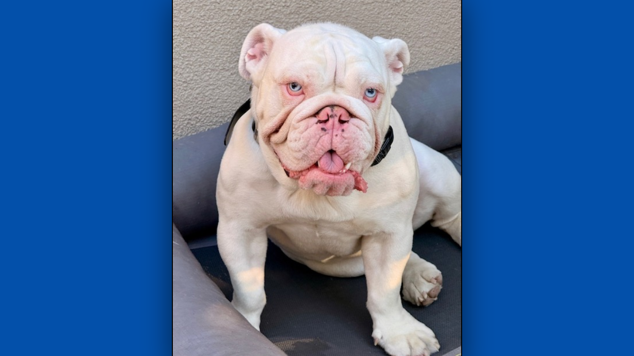 Sherman English Bulldog