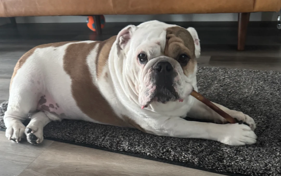 Chef English Bulldog
