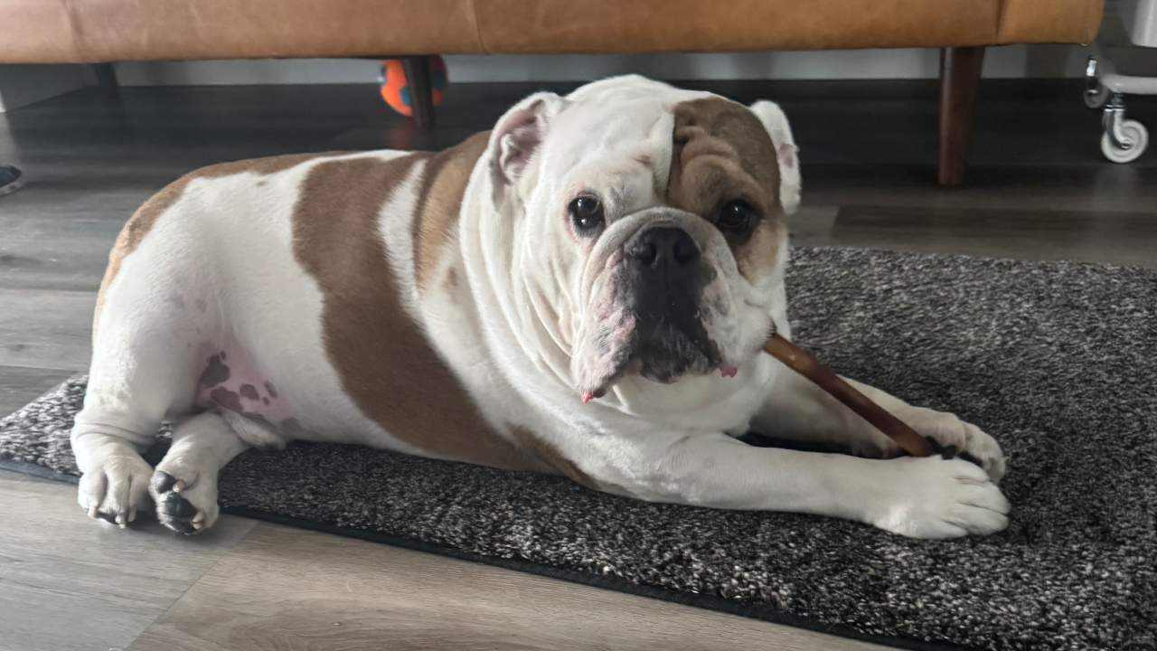 Chef English Bulldog