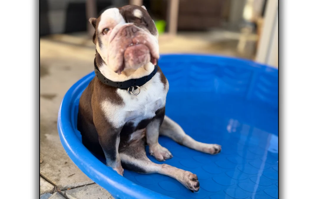 Fritters Bulldog