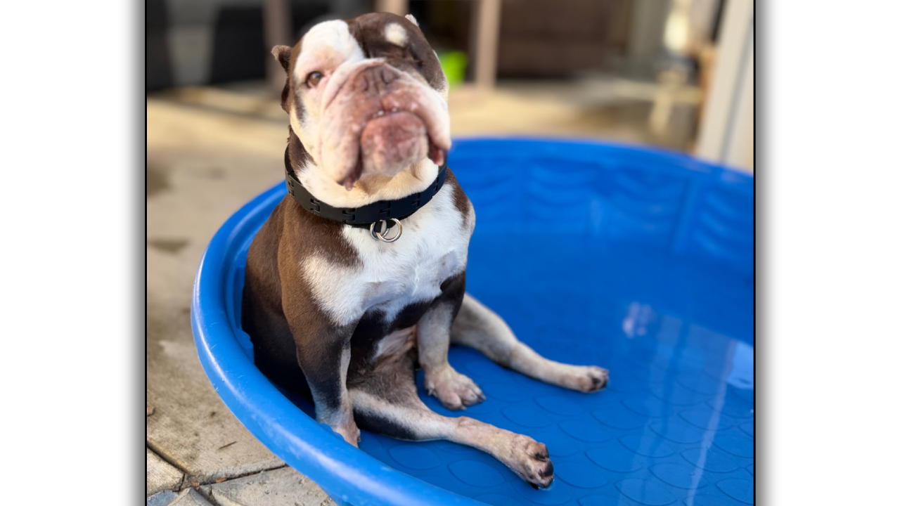 Fritters Bulldog