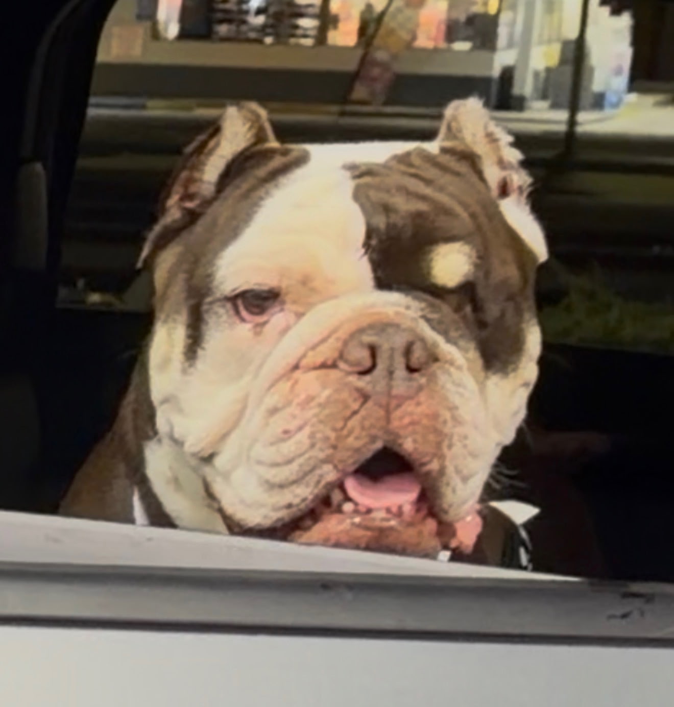 Fritters Bulldog Fritters Bulldog