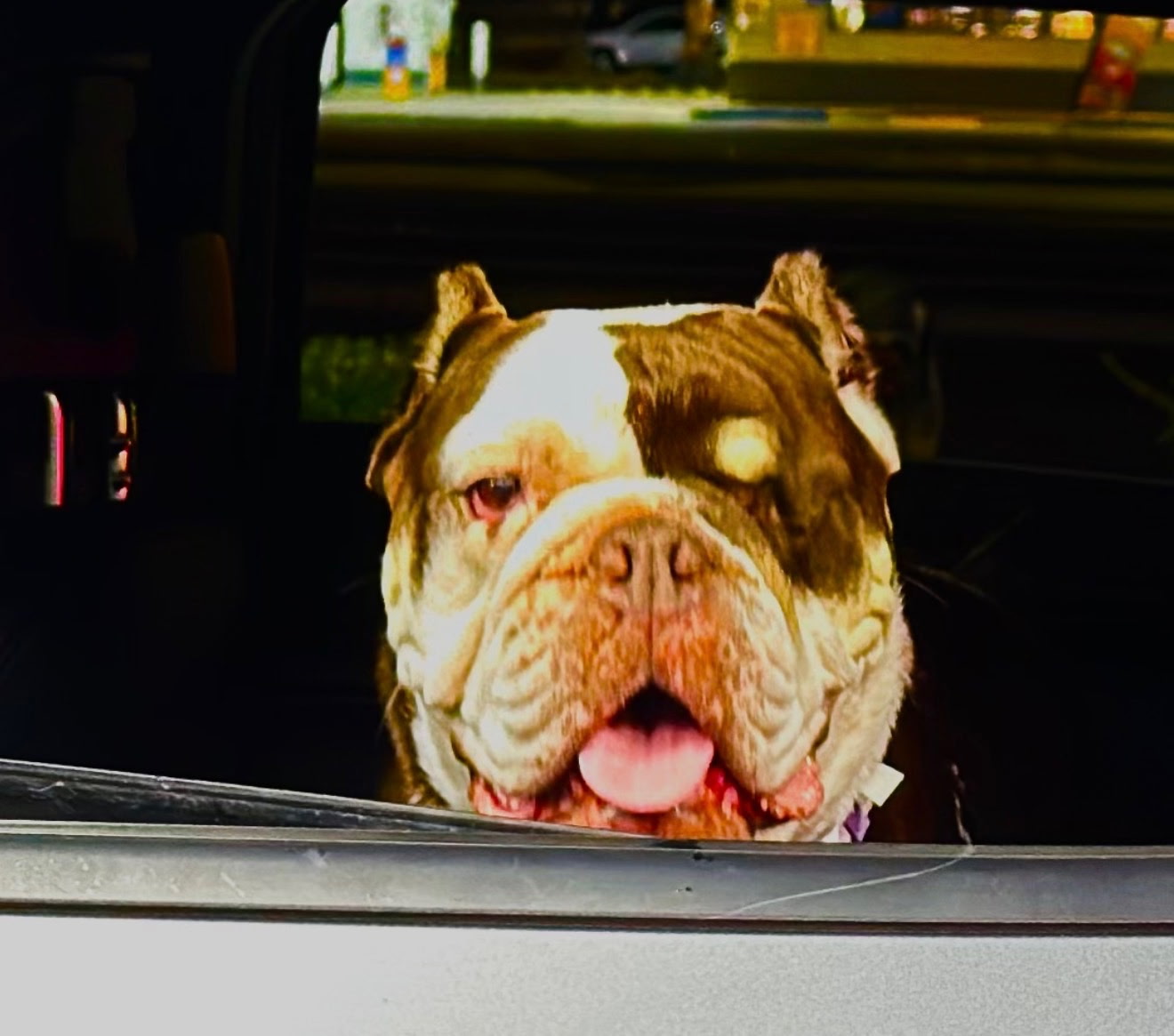Fritters Bulldog Fritters Bulldog