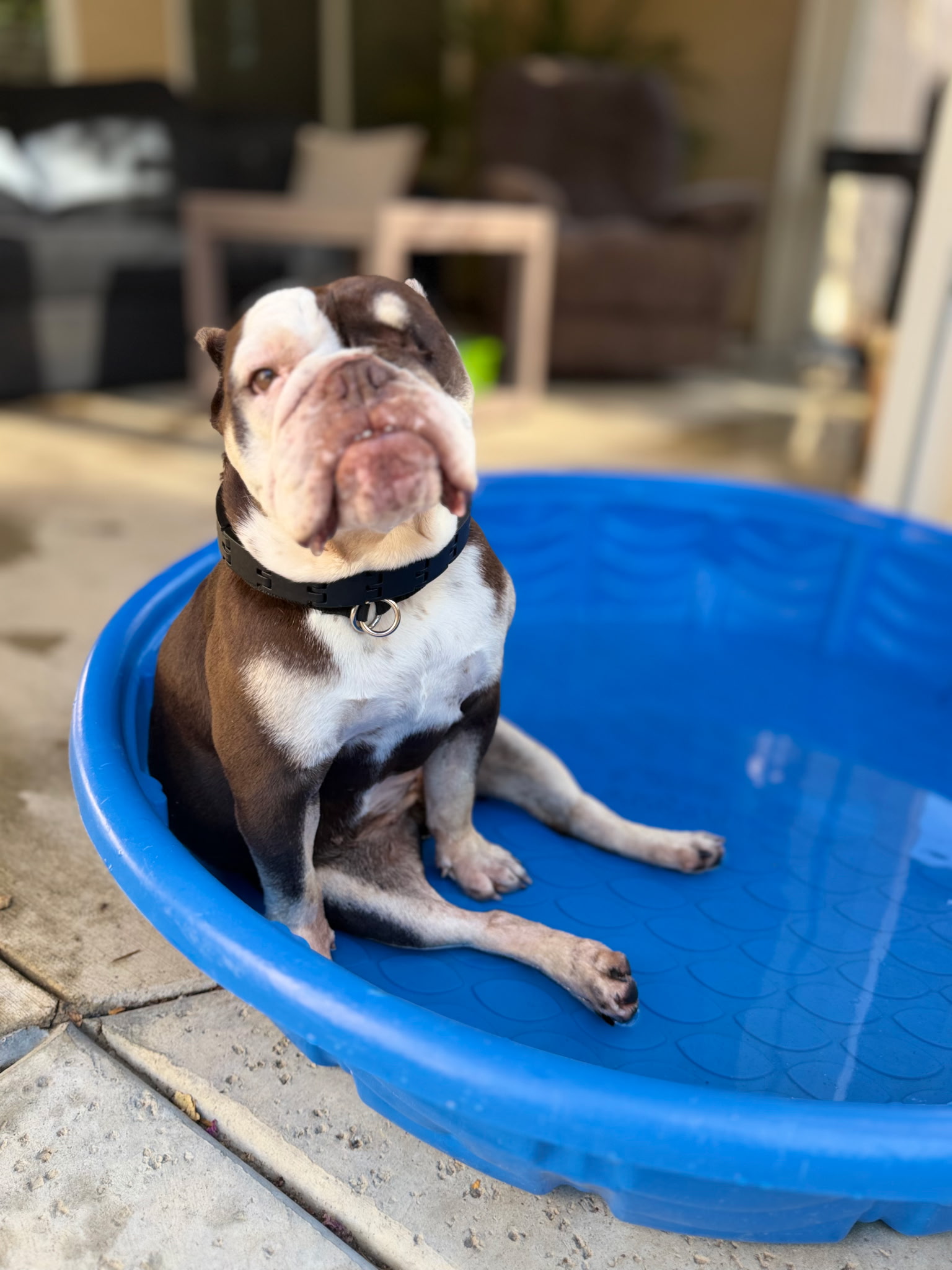 Fritters Bulldog Fritters Bulldog