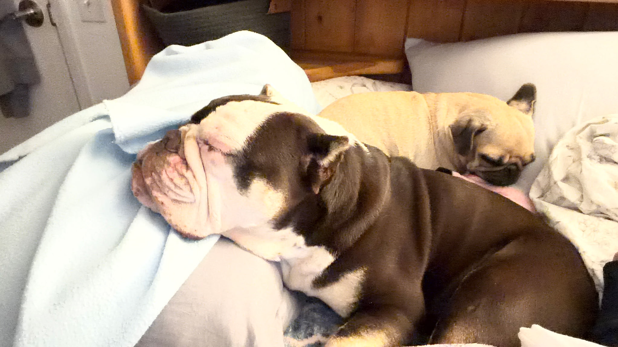 Fritters Bulldog Fritters Bulldog