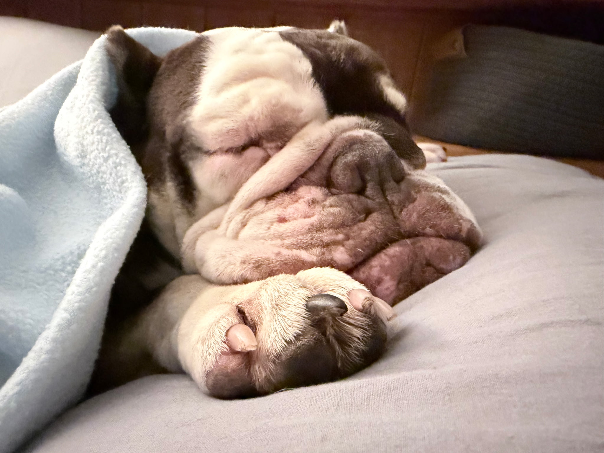 Fritters Bulldog Fritters Bulldog