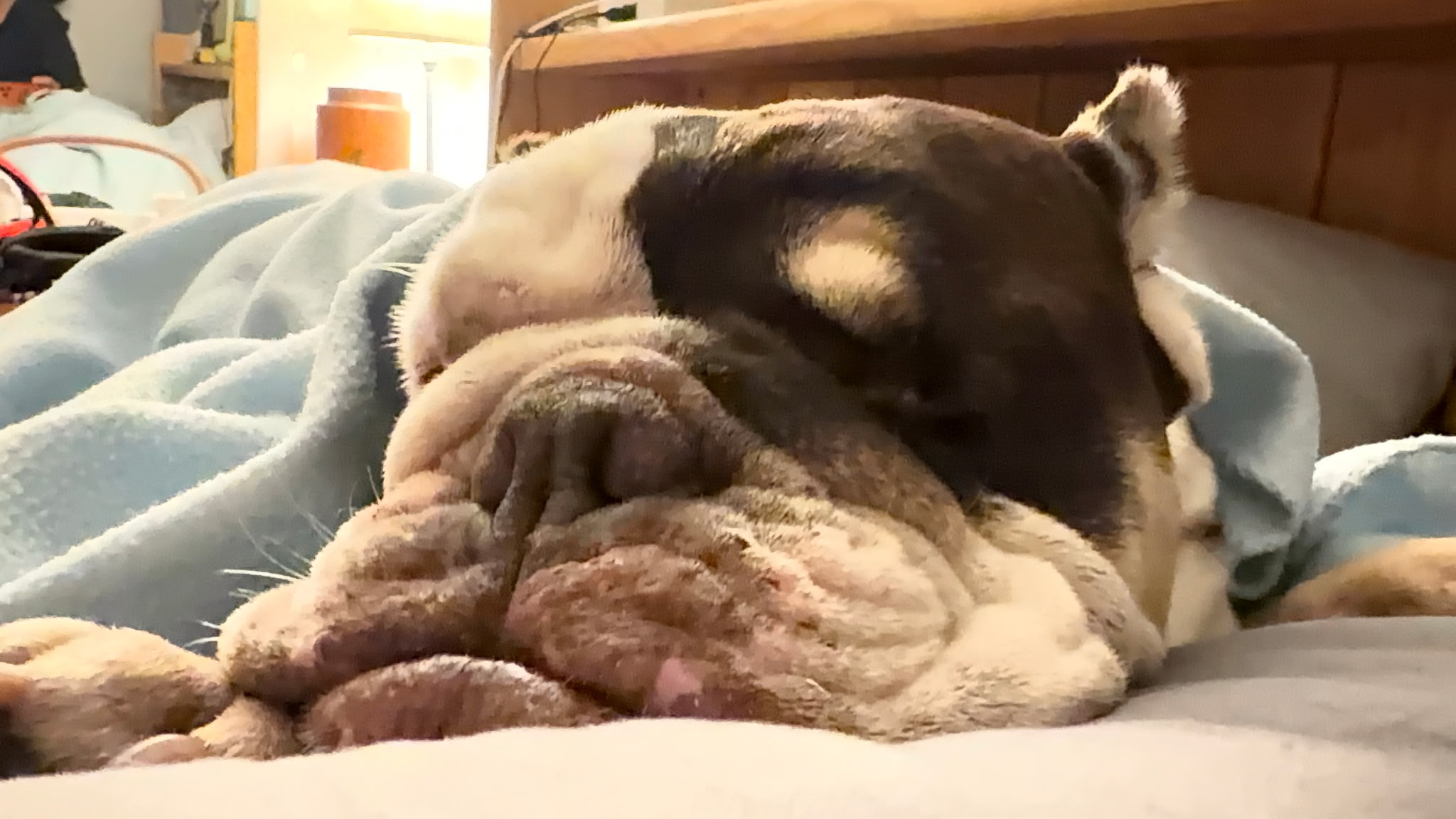 Fritters Bulldog Fritters Bulldog